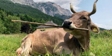 ‘Veronika’ Is the First Cow Known to Use a Tool