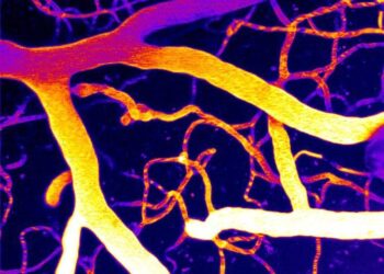 Brain Discovery Reveals a Potential New Way To Treat Dementia