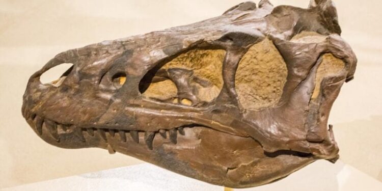 Decades-Long Dinosaur Debate Settled: Nanotyrannus Was Real