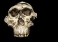 Scientists Found an Ancient Human Relative Where None Was Expected