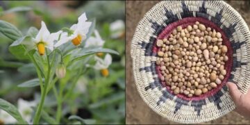 A Wild Potato’s 10,000-Year Journey Through the Southwest