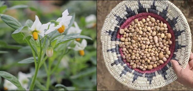 A Wild Potato’s 10,000-Year Journey Through the Southwest