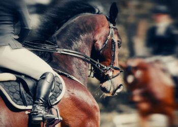 CVC-backed Global Sport Group adds to stable with $300m Equine Network deal | Money News
