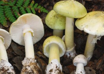 4 People Died After Eating Death Cap Mushrooms In California