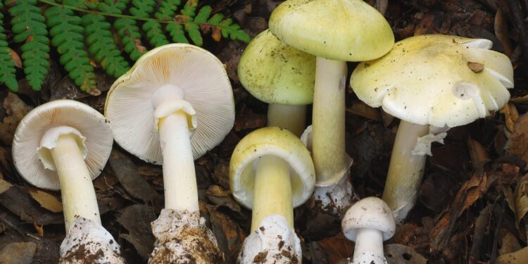 4 People Died After Eating Death Cap Mushrooms In California