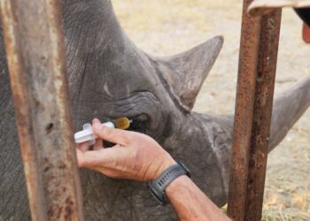 Animal Experts Employ ‘Ridiculous’ Plan To Help Wild Rhino See