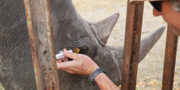 Animal Experts Employ ‘Ridiculous’ Plan To Help Wild Rhino See