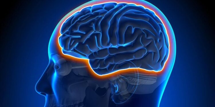 Aging Makes the Brain Leaky but Exercise Fights Back