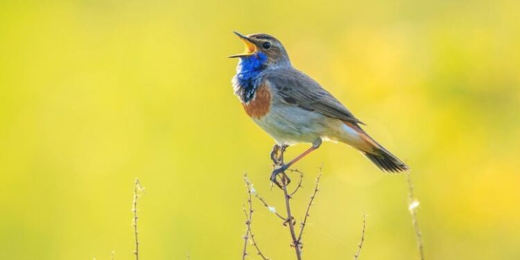 Scientists Find a Global ‘Language’ Hidden in Bird Calls