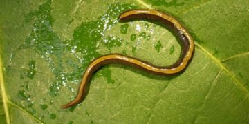 Your Dog or Cat Might Be Spreading an Invasive Flatworm