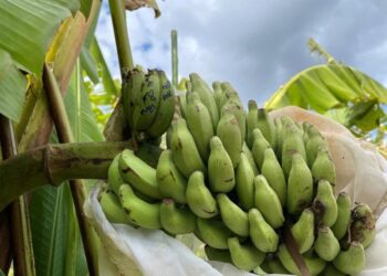 Scientists Find the Gene That Could Save the World’s Bananas