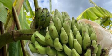 Scientists Find the Gene That Could Save the World’s Bananas
