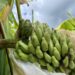 Scientists Find the Gene That Could Save the World’s Bananas