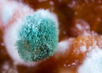 A Simple Blood Protein Could Transform Treatment of a Deadly Fungal Disease