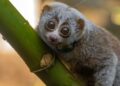 The Wild Becomes a “Death Trap” for Rescued Slow Lorises