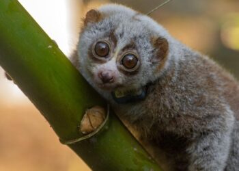 The Wild Becomes a “Death Trap” for Rescued Slow Lorises