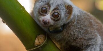 The Wild Becomes a “Death Trap” for Rescued Slow Lorises