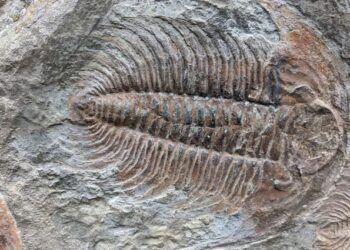 Scientists Find Key Building Block of Life in 500-Million-Year-Old Fossils