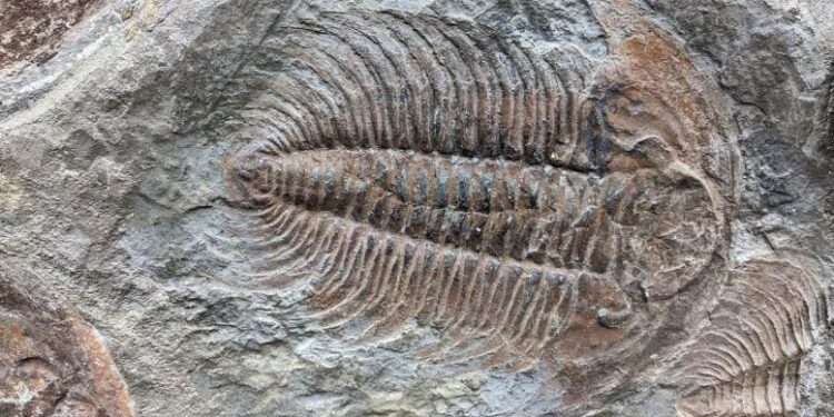 Scientists Find Key Building Block of Life in 500-Million-Year-Old Fossils