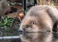 Beavers released at two sites in Somerset to help ‘restore nature’ | UK News