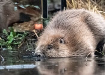 Beavers released at two sites in Somerset to help ‘restore nature’ | UK News