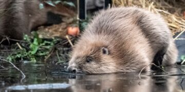 Beavers released at two sites in Somerset to help ‘restore nature’ | UK News
