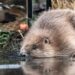 Beavers released at two sites in Somerset to help ‘restore nature’ | UK News
