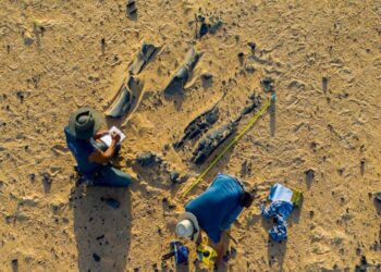 New Spinosaurus species had a massive head crest : NPR