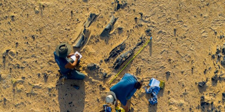 New Spinosaurus species had a massive head crest : NPR