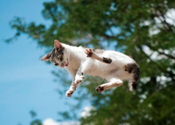 A New Study Details How Cats Almost Always Land on Their Feet