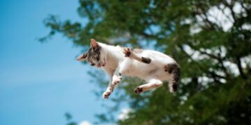 A New Study Details How Cats Almost Always Land on Their Feet