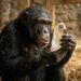 Chimps Seem To Love Crystals. It Could Solve 780,000-Year-Old Mystery
