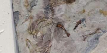 This Ancient Fossil Bird Has 800 Stones in Its Throat and No One Knows Why