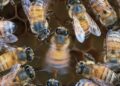 Honey Bees Dance Better When Someone Is Watching