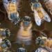 Honey Bees Dance Better When Someone Is Watching