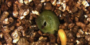 Why This Plant Drops Its Fruit Full of Beetle Babies