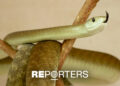 Kenya declares war on snakebites