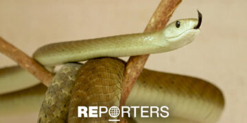 Kenya declares war on snakebites