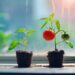This Tiny Plant Could Help Crops Turn Sunlight Into Food Faster
