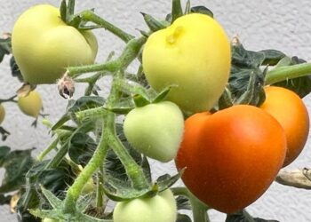 Scientists Discover Where Drug Residues End Up Inside Crops