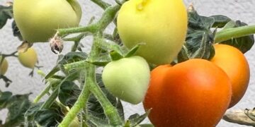 Scientists Discover Where Drug Residues End Up Inside Crops