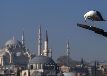 Turkish footballer revives stunned seagull with CPR during match