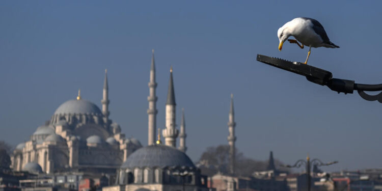 Turkish footballer revives stunned seagull with CPR during match