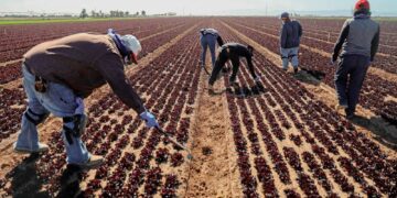 Trump’s Iran War Impacts Farmers, Fertilizer, Food Prices