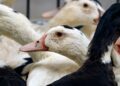 Lab-grown foie gras and chicken get safety checks for British dinner tables | Science, Climate & Tech News