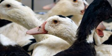 Lab-grown foie gras and chicken get safety checks for British dinner tables | Science, Climate & Tech News