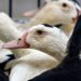 Lab-grown foie gras and chicken get safety checks for British dinner tables | Science, Climate & Tech News