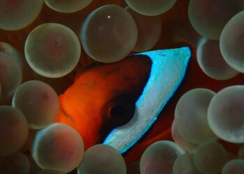 Peer pressure can make this clownfish change its stripes : NPR