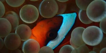 Peer pressure can make this clownfish change its stripes : NPR