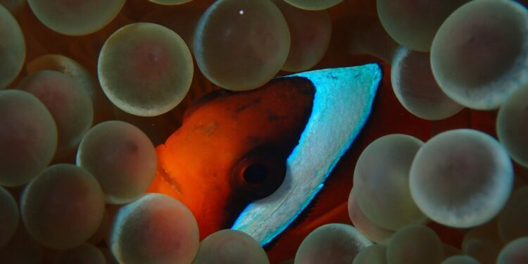 Peer pressure can make this clownfish change its stripes : NPR